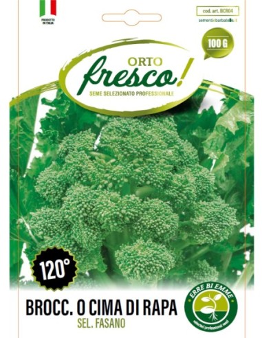 Broccolo o Cima di Rapa Sel. Fasano 120°