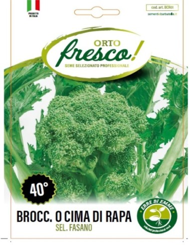 Broccolo o Cima di Rapa Sel. Fasano 40°