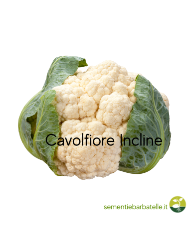 Calvofiore Incline