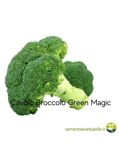 Cavolo Broccolo Green Magic