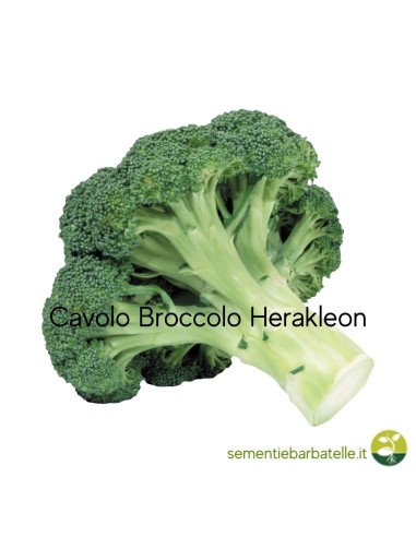 Cavolo Broccolo Herakleon