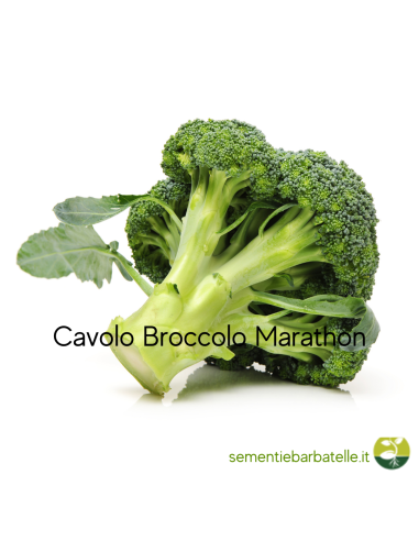 Cavolo Broccolo Marathon