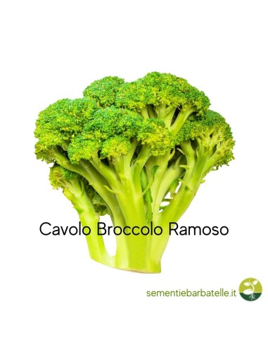 Cavolo Broccolo Ramoso