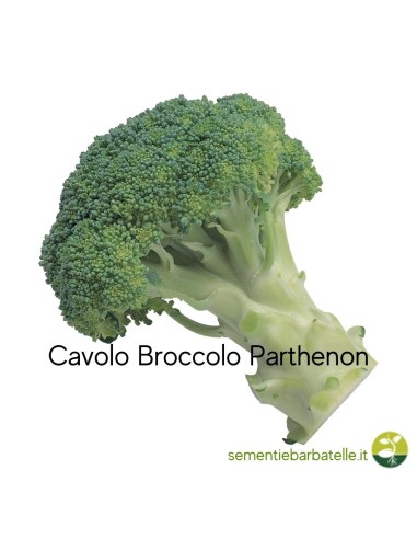 Cavolo Broccolo Parthenon