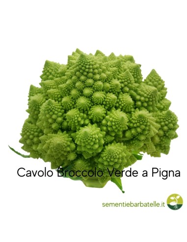 Cavolo Broccolo Verde a Pigna