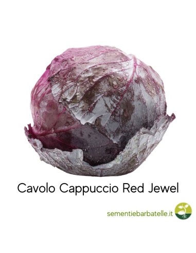Cavolo Cappuccio Red Jewel