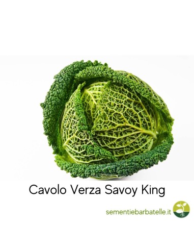 Cavolo Verza Savoy King