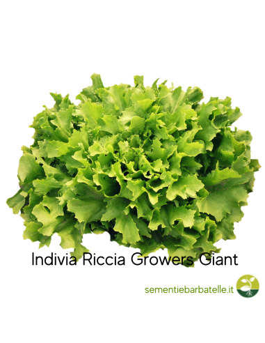 Indivia Riccia Growers Giant