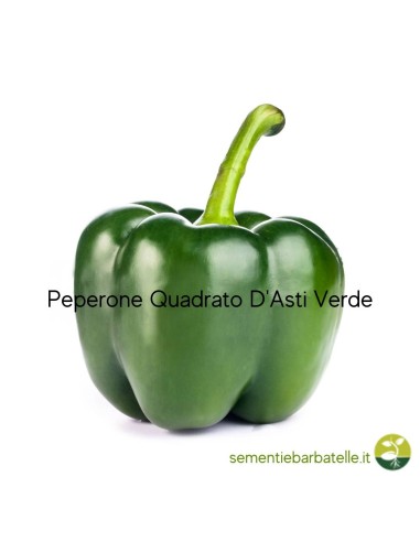 Peperone Quadrato D'Asti Verde
