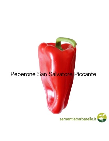 Peperone S.Salvatore Piccante