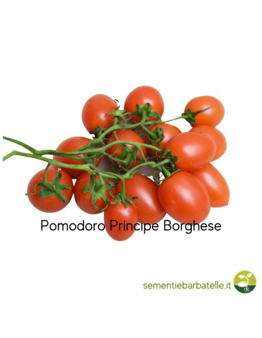 Pomodoro Principe Borghese